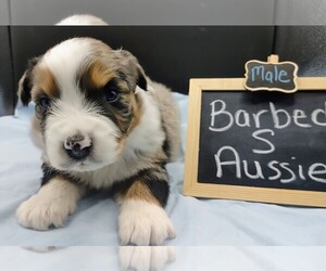 Australian Shepherd Puppy for sale in TAYLOR, TX, USA