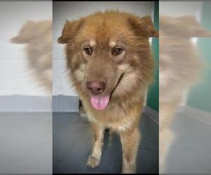 Chow Chow-Unknown Mix Dogs for adoption in Visalia, CA, USA