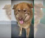Small Chow Chow Mix