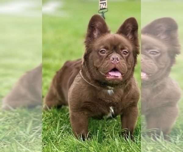 Medium Photo #1 French Bulldog Puppy For Sale in GOSHEN, KY, USA