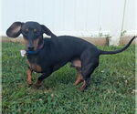 Small #6 Dachshund