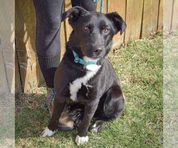 Medium Photo #4 Border Collie-Unknown Mix Puppy For Sale in Huntley, IL, USA