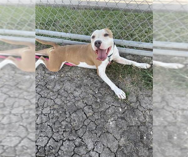 Medium Photo #1 American Staffordshire Terrier-Unknown Mix Puppy For Sale in Corpus Christi, TX, USA