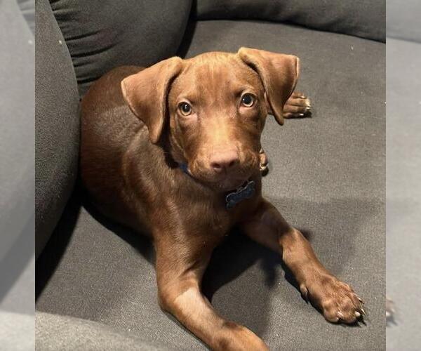 Medium Photo #6 Labrador Retriever-Unknown Mix Puppy For Sale in San Diego, CA, USA