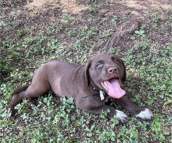Medium Photo #1 Lab-Pointer Puppy For Sale in PELZER, SC, USA