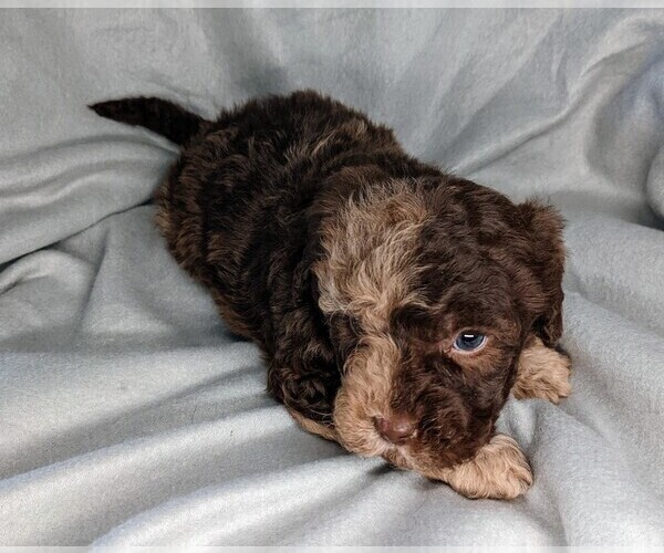 Medium Photo #13 Miniature Labradoodle Puppy For Sale in SYRACUSE, IN, USA