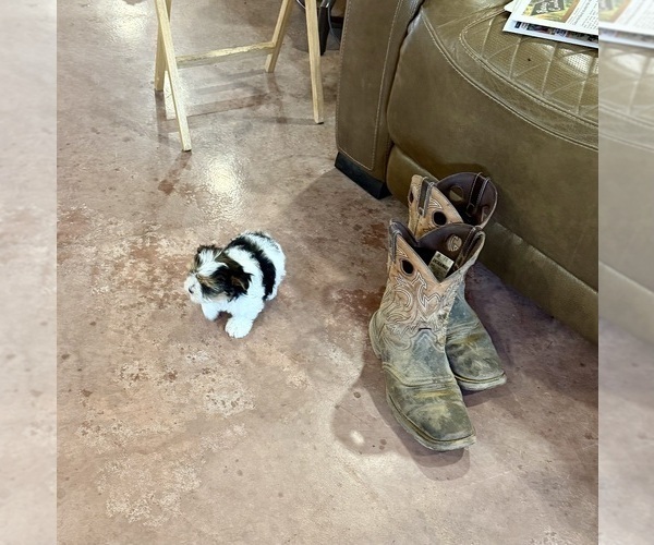 Medium Photo #7 Morkie Puppy For Sale in CASSVILLE, MO, USA