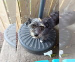 Small #1 Mutt