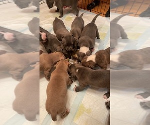 American Pit Bull Terrier Puppy for sale in YORKTOWN HEIGHTS, NY, USA