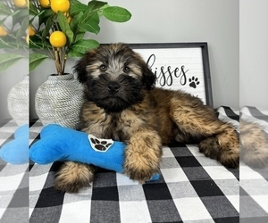 Soft Coated Wheaten Terrier Puppy for sale in FRANKLIN, IN, USA