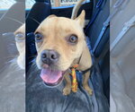 Small #8 French Bulldog Mix