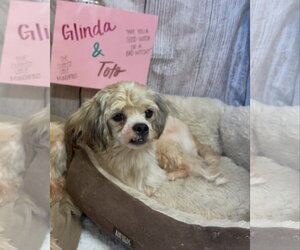 Toto - Male Shih Tzu-Unknown Mix Dog for Adoption - Photo #5