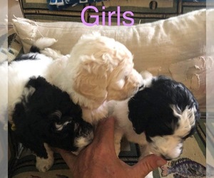 Poodle (Standard) Puppy for sale in COWARD, SC, USA