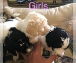 Small Photo #1 Poodle (Standard) Puppy For Sale in COWARD, SC, USA