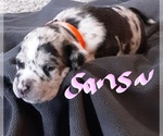 Small American Staffordshire Terrier-Catahoula Leopard Dog Mix