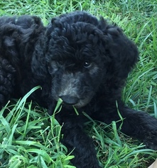 Goldendoodle Puppy for sale in ANDOVER, KS, USA