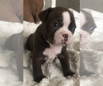 Small Photo #2 Boston Terrier Puppy For Sale in DICKINSON, TX, USA