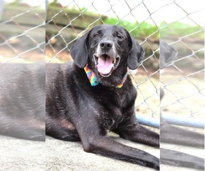 Stanley Martin Steele - Male Plott Hound-Weimaraner Mix Dog for Adoption - Photo #11