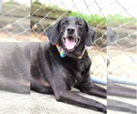 Small #10 Plott Hound-Weimaraner Mix