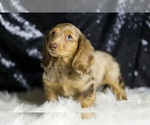 Small #2 Dachshund