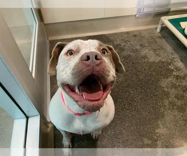 Medium Photo #1 American Pit Bull Terrier-Bullmastiff Mix Puppy For Sale in Berkeley , CA, USA