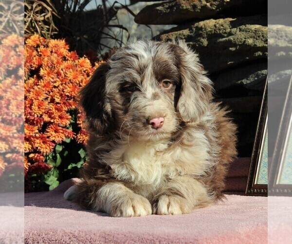 Medium Photo #4 Aussiedoodle Puppy For Sale in HOLTWOOD, PA, USA