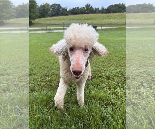 Medium Photo #2 Poodle (Standard) Puppy For Sale in Pacolet, SC, USA