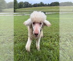Small #1 Poodle (Standard)