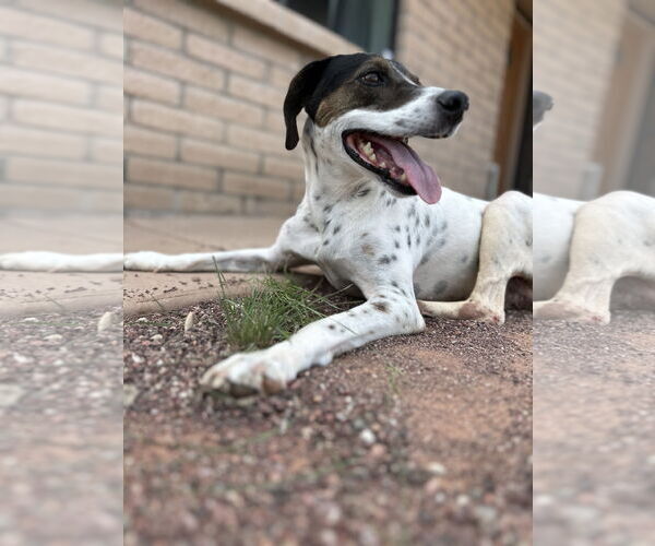 Medium Photo #3 Pointer-Unknown Mix Puppy For Sale in Queen Creek, AZ, USA
