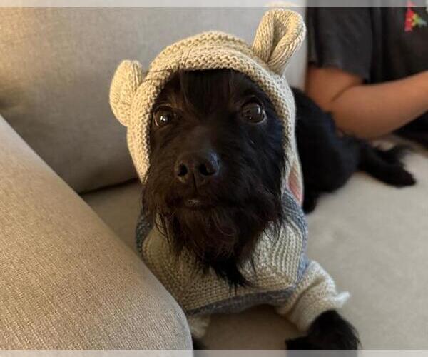 Medium Photo #1 Mutt Puppy For Sale in Martinez, CA, USA