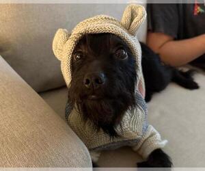 Mutt Dogs for adoption in Martinez, CA, USA