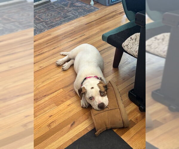 Medium Photo #3 Mutt Puppy For Sale in Aurora, CO, USA