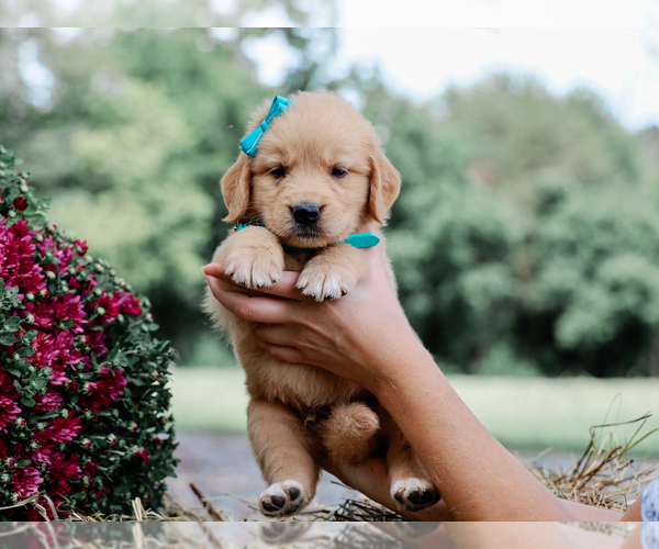 Medium Photo #3 Golden Retriever Puppy For Sale in LIBERTY, KY, USA