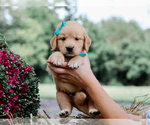 Small #2 Golden Retriever