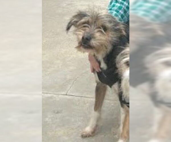 Medium Photo #5 Mutt Puppy For Sale in San Diego, CA, USA
