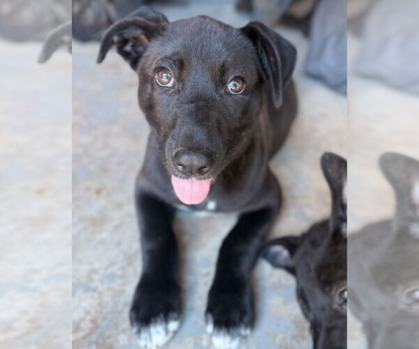 Medium Photo #24 Labrador Retriever-Unknown Mix Puppy For Sale in OKLAHOMA CITY, OK, USA
