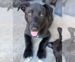 Small #23 Labrador Retriever Mix