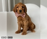 Image preview for Ad Listing. Nickname: Coco