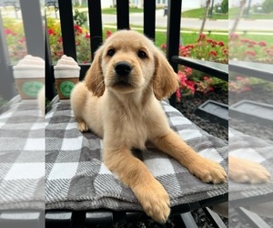 Golden Retriever Puppy for sale in INDIANAPOLIS, IN, USA