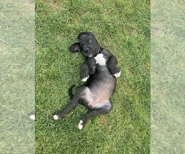 Medium Photo #1 Great Dane Puppy For Sale in MOSES LAKE, WA, USA