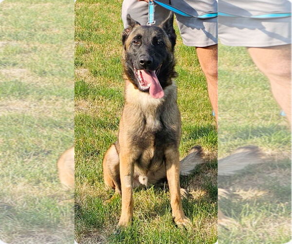 Medium Photo #6 Mutt Puppy For Sale in Stevens Point, WI, USA