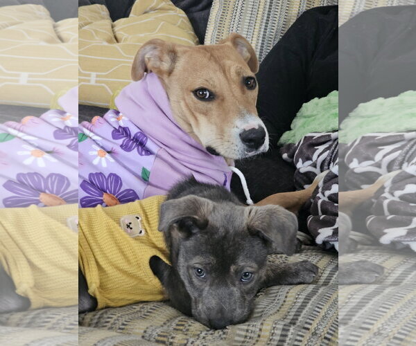 Medium Photo #8 Labrador Retriever-Unknown Mix Puppy For Sale in Sandy, UT, USA