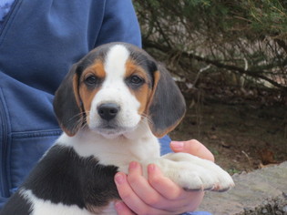 Beagle-Unknown Mix Puppy for sale in PINE GROVE, PA, USA