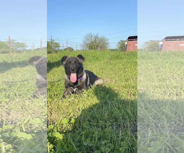 Medium Photo #4 Akita-Anatolian Shepherd Mix Puppy For Sale in Pottstown, PA, USA