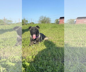 Akira - Female Akita-Anatolian Shepherd Mix Dog for Adoption - Photo #4