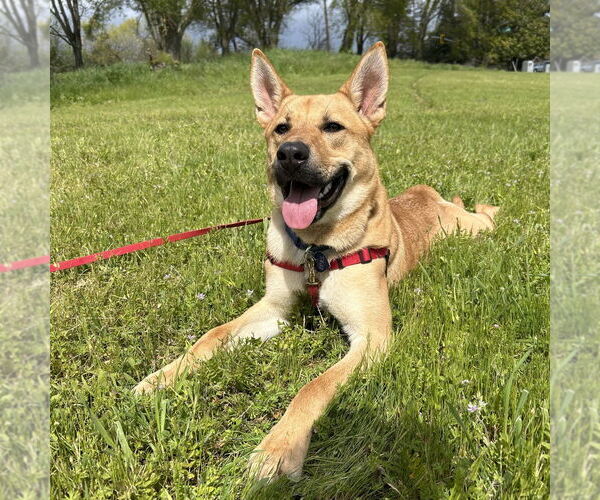 Medium Photo #3 Mutt Puppy For Sale in Rohnert Park, CA, USA