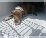 Small Labrador Retriever Mix
