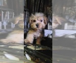 Puppy Pebbles Yorkshire Terrier