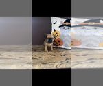 AKC LUCY - Female Brussels Griffon Puppy for Sale - Photo #4