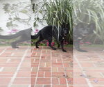 Small #3 German Shepherd Dog